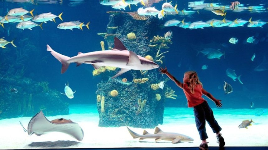 newportaquarium.jpg